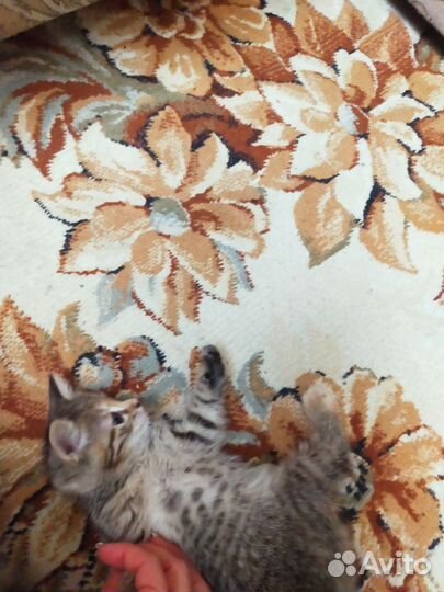 Два котенка - девочки