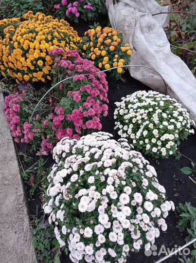 Хризантемы мультифлора