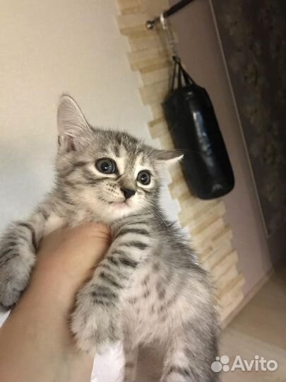 Котята в добрые руки приучены к лотку