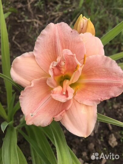 Многолетники. Лилейники