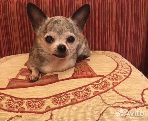 Миниатюрная собачка ищет дом