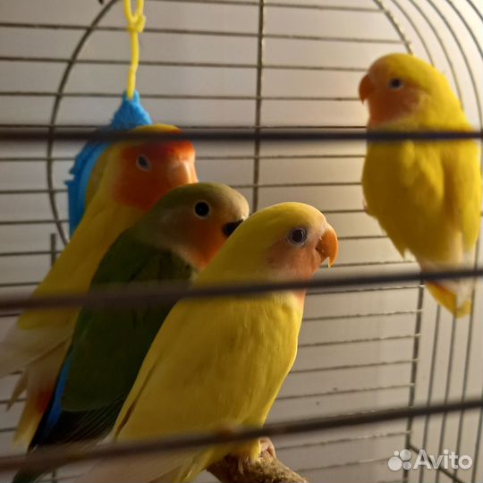 Попугаи неразлучники
