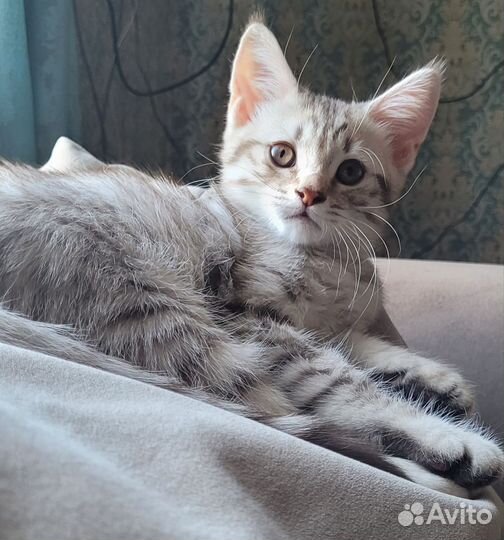 Шотландский кот