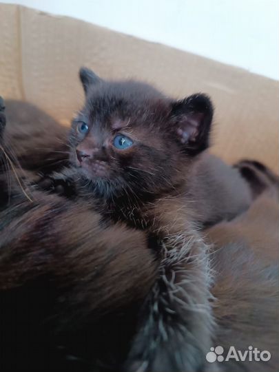 Шотландская кошка