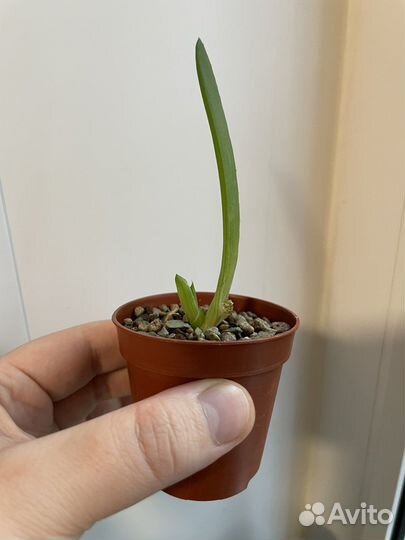 Хавортия, алоэ вера, кактус скалистый, гастерия