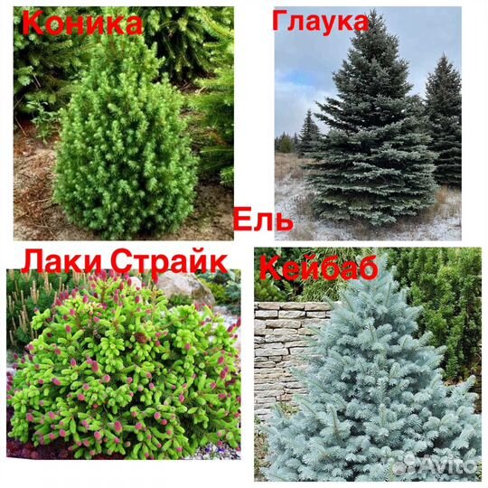 Ель Глаука Глабоза, Биалобок и другие