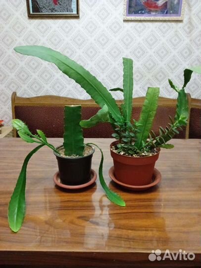 Эпифиллум (лесной кактус)