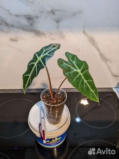 Комнатные домашние растения