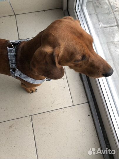 Такса мальчик бесплатно