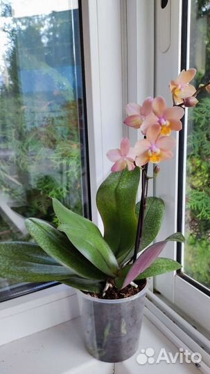 Орхидея фаленопсис