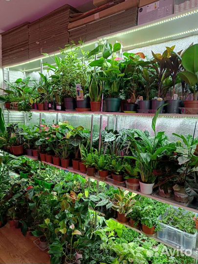 Комнатные растения