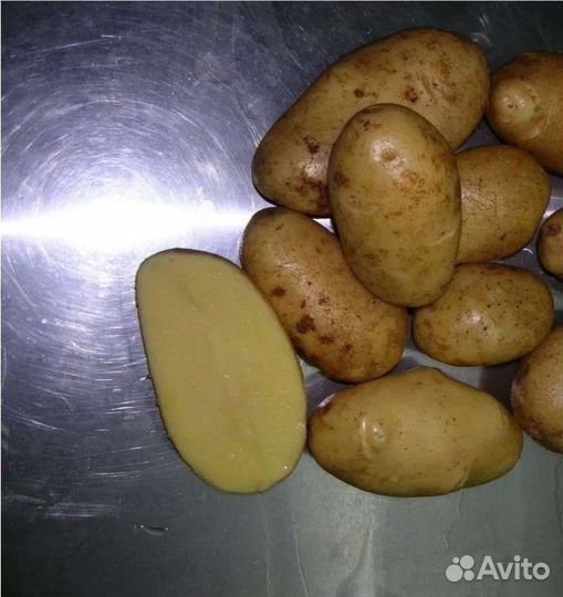 Картофель семенной