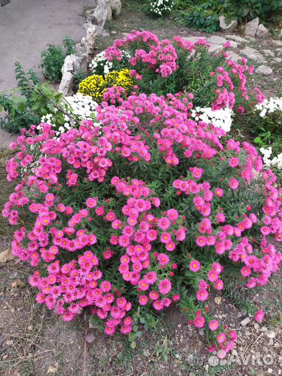 Хризантемы мультифлора