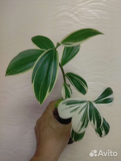 Костус вариегатный