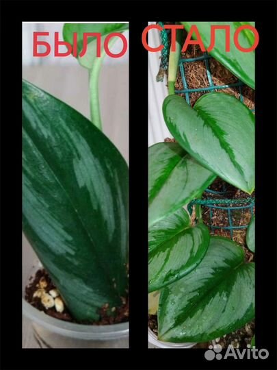 Сциндапсус