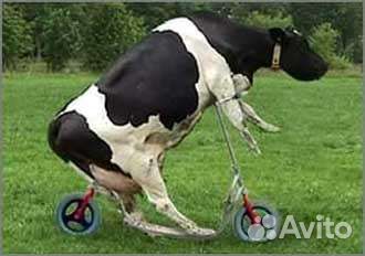 Молоко коровье домашнее с доставкой