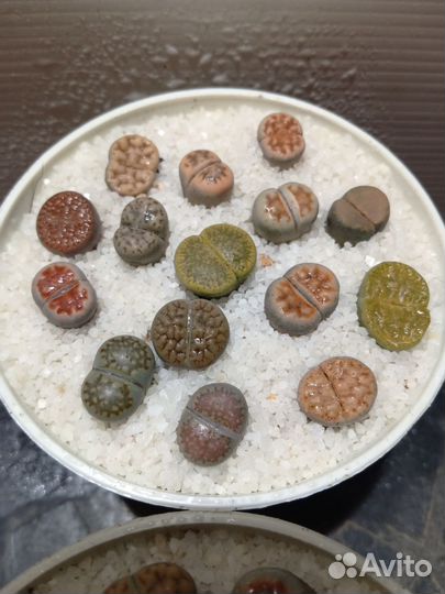 Литопсы, живые камни, композиция