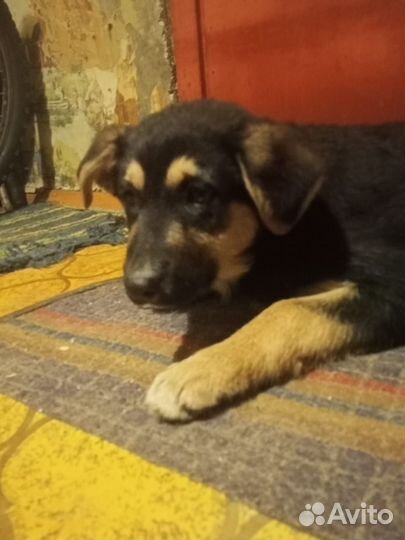 Щенок мальчик в добрые руки