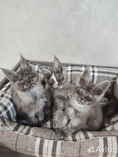Котята мейн-кун