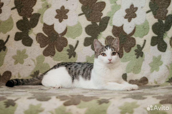 Кошечка Зося