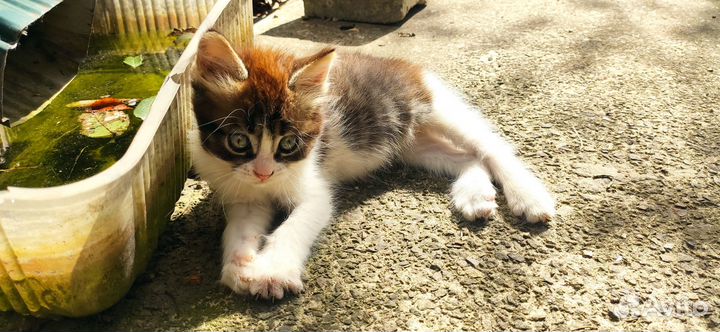 Отдам котёнка в добрые руки