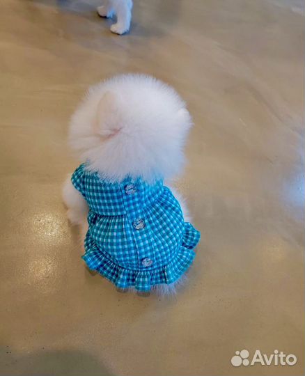 Шпиц супер мишка мини