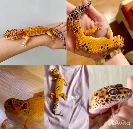 Эублефар Cross Blood с террариумом