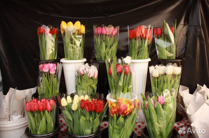 Тюльпаны к 8 марта оптом