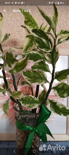 Педилантус