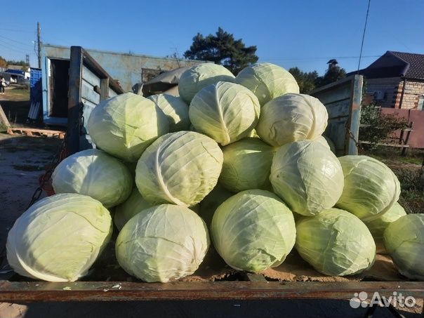 Капуста продам оптом