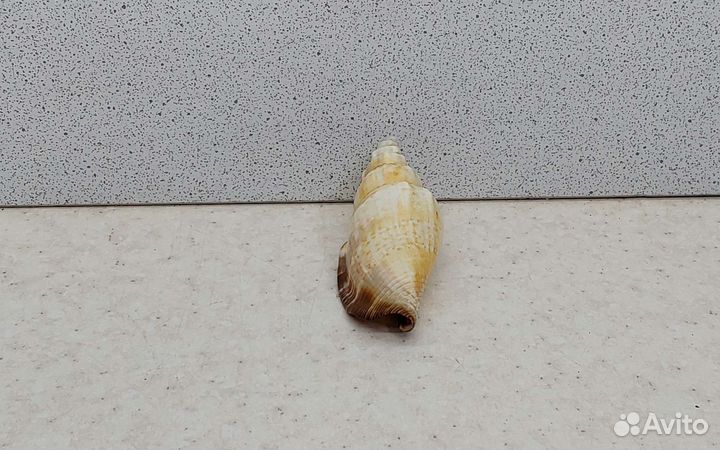 Стромбус Урсус 5,9 морская ракушка раковина