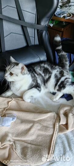 Кошка в дар