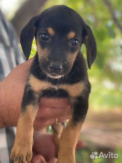 Собака, щенки