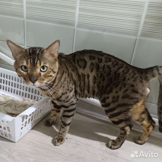 Бенгальская кошка