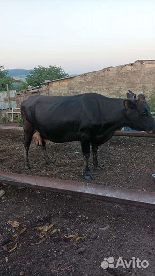 Корова дойная