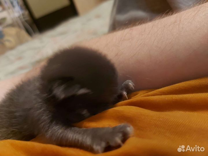 Отдам котёнка бесплатно