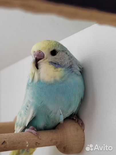 Птенцы волнистого попугая