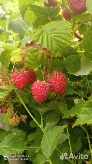 Саженцы малины