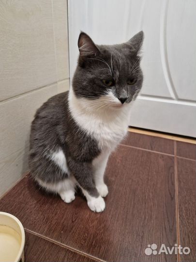 Котенок в добрые руки