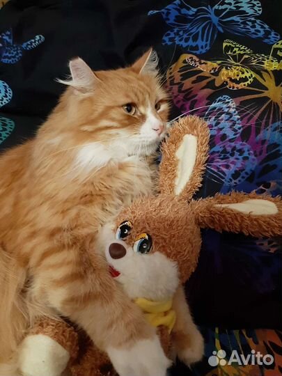 Тихон котик