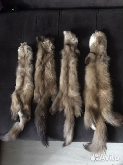 Шкурки куницы