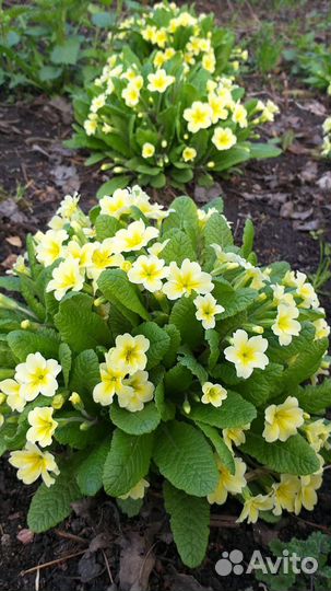Примула розетками