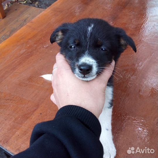 Продам щенка Лайки
