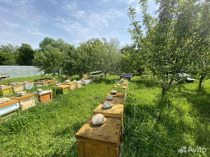 Мёд гречишный