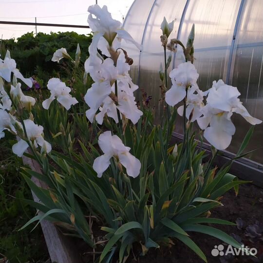 Ирисы бородатые