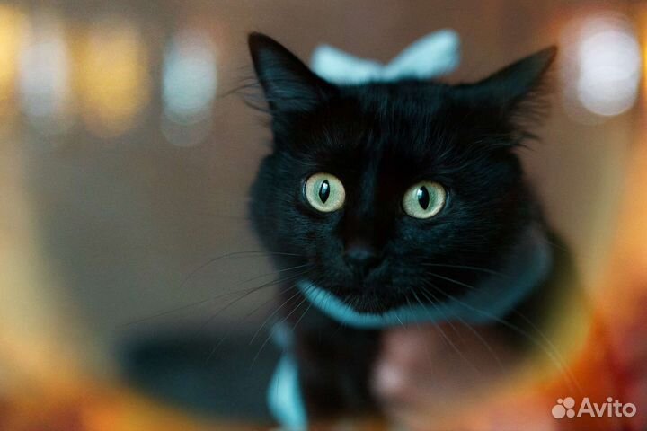 Черные ласковые кошки, коты в добрые руки