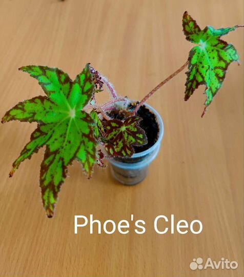 Бегонии природники, часть 3