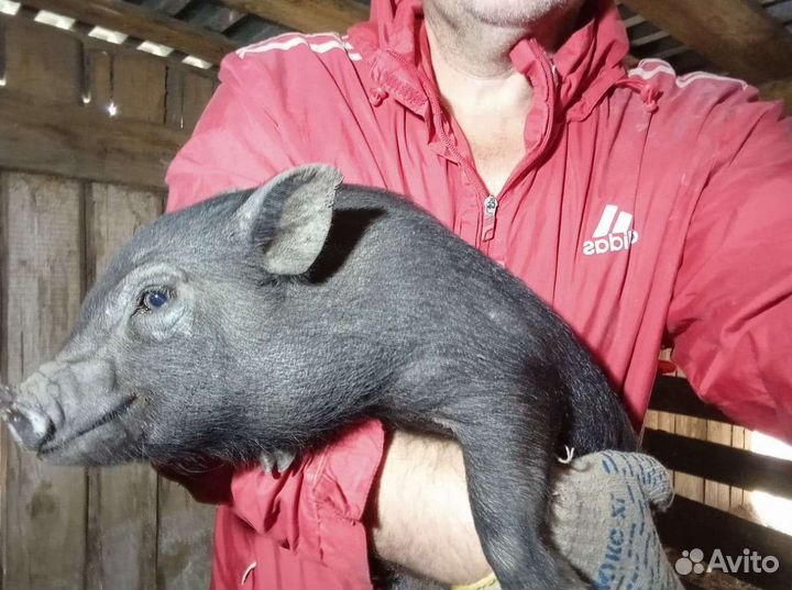 Вьетнамские поросята