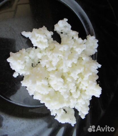 Тибетский молочный гриб