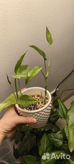 Эпипремнум пиннатум минт вариегатный